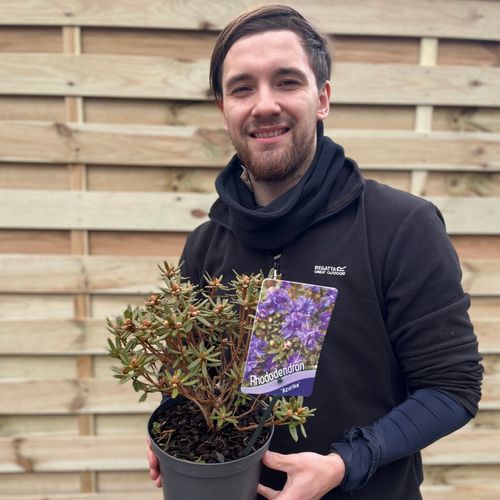 Rhododendron 'Azurika' 1L