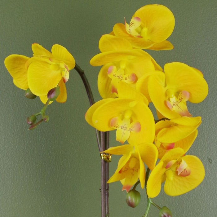 48cm Golden Orchid Artificial  - Yellow with Gold Pot