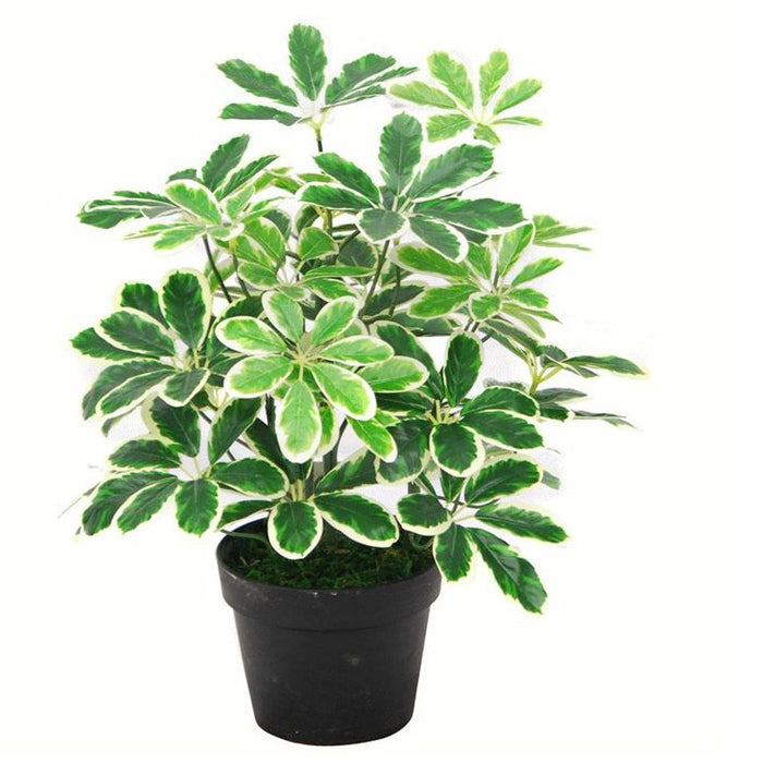 55cm Variegated Artificial Schefflera Arboricola Plant