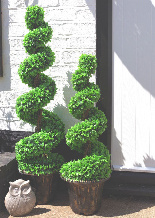 Stunning 120cm Green Boxwood Spiral Tree with Decorative Planter