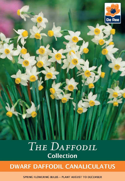 Dwarf Daffodil Canaliculatus (6 Bulbs)