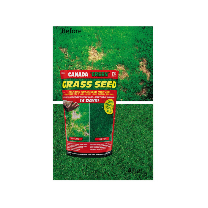 Canada Green Grass Seed 1 Kilo