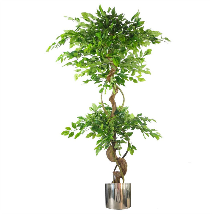 Japanese Ficus Tree w/ Twisted Trunk - 150cm - Silver Planter - Realistic & Premium Quality - Perfect for Home & Office