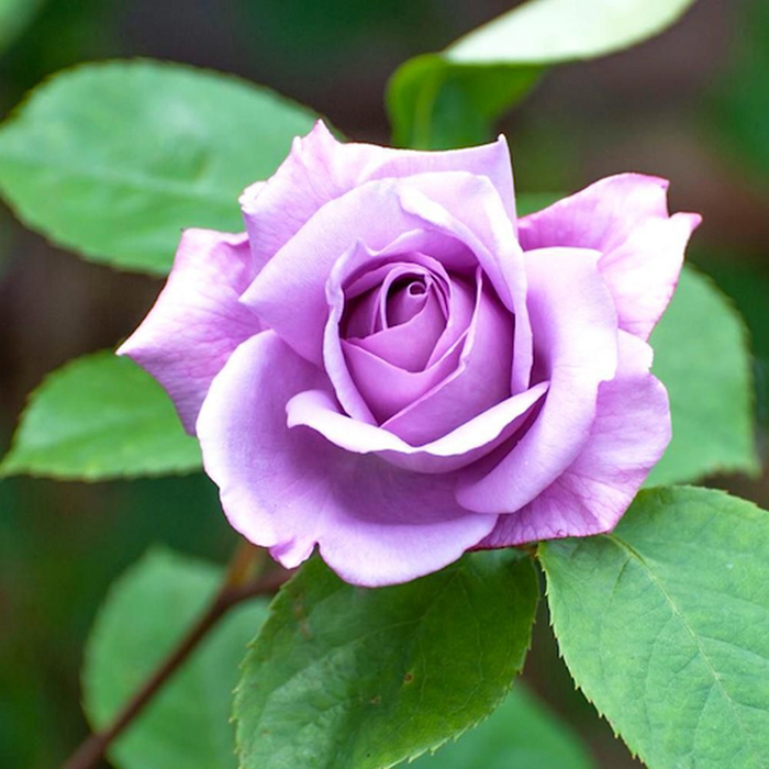 Twice in a Blue Moon Rose | Hybrid Tea | 4L Potted Rose