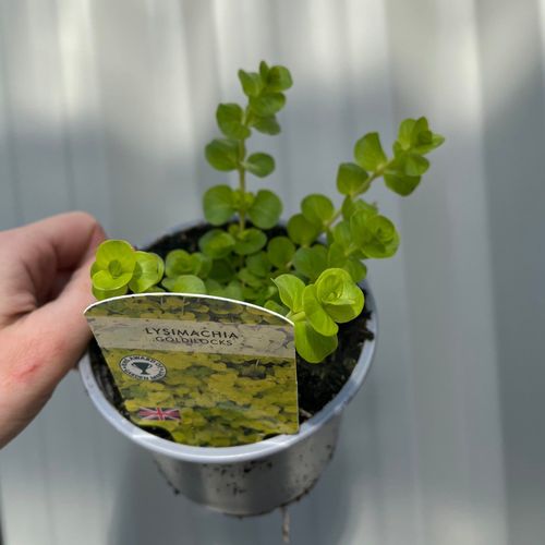 https://images.avasam.com/?w=500&url=https://avasamnew.s3.amazonaws.com/product/GB010245/S0671555028/main.png