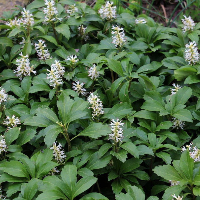 Pachysandra terminalis (9cm Pot)