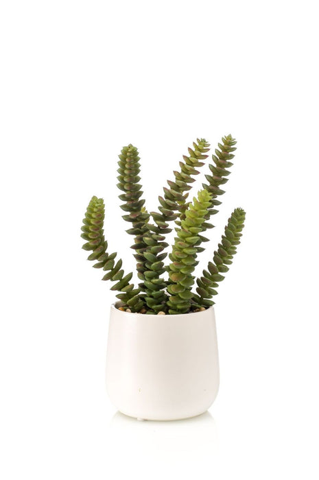 Realistic Artificial Crassula Potted Plant - Green Foliage - 25cm Tall