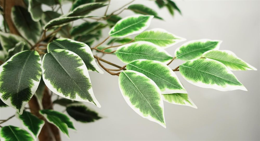 Premium 150cm Ficus Tree - 1008 Silk Leaves - Realistic & Maintenance-Free