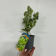 https://images.avasam.com/?url=https://avasamnew.s3.amazonaws.com/product/GB010245/S0671651248/3.png&w=500