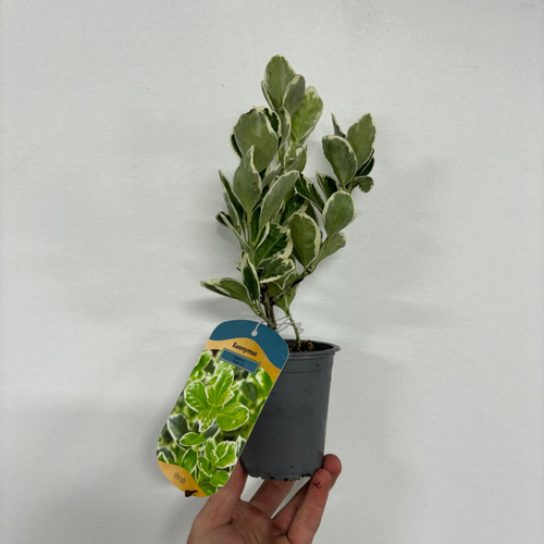 https://images.avasam.com/?url=https://avasamnew.s3.amazonaws.com/product/GB010245/S0671651248/3.png&w=500