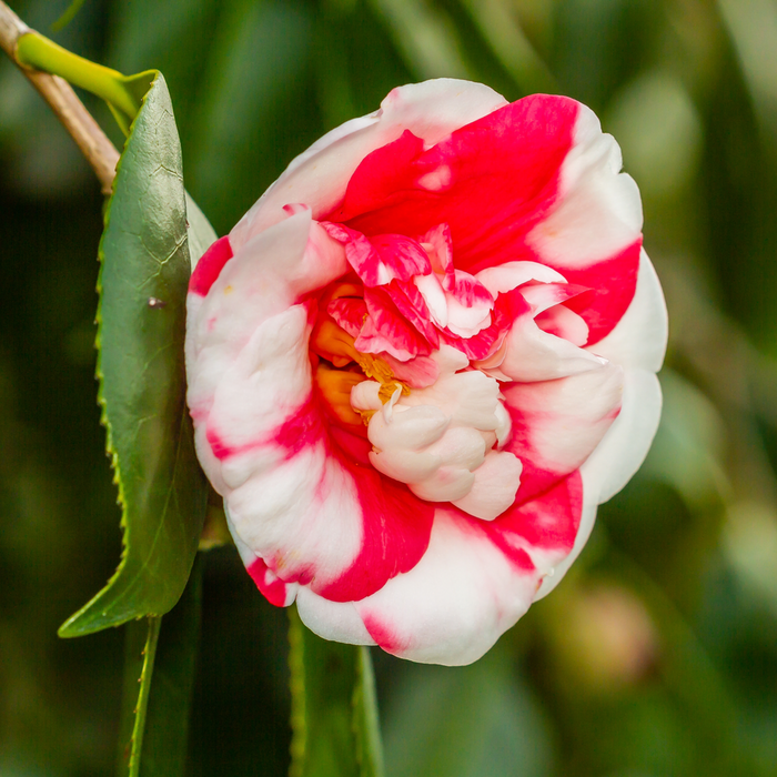 Camellia japonica Nikisi Kerin 60cm