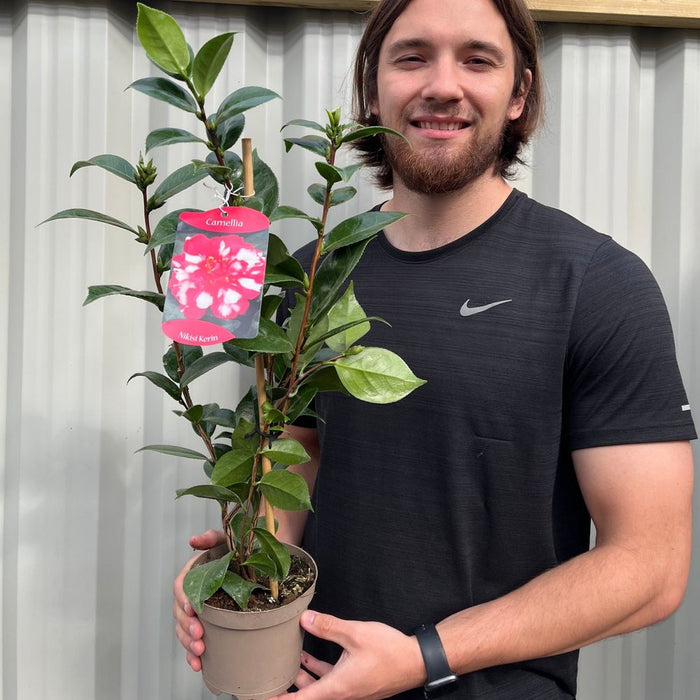 Camellia japonica Nikisi Kerin 60cm