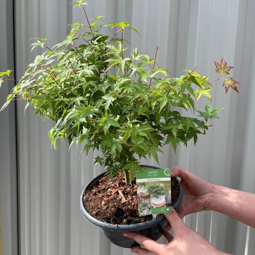 Acer palmatum 'Little Princess'