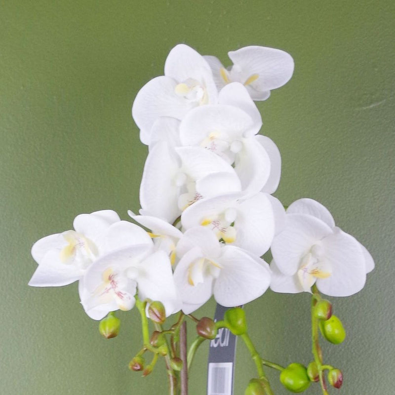 Captivating White 54cm Artificial Orchid in Gold Pot - Lifelike, Real Touch Flowers - Perfect for Any Space!