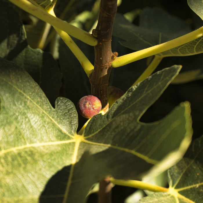 Ficus carica 'Little Miss Figgy' 2L