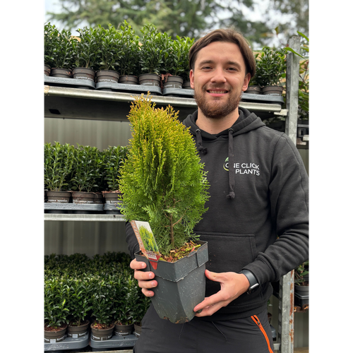 Platycadus orientalis 'Aurea Nana' 2L (40-50cm inc. pot)