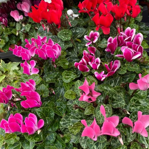 Cyclamen Mix of 3 Plants (3 x 10cm Pots)