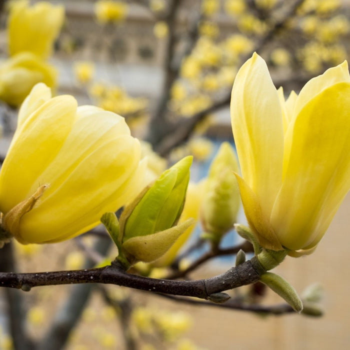 Magnolia denudata 'Yellow River' 2L