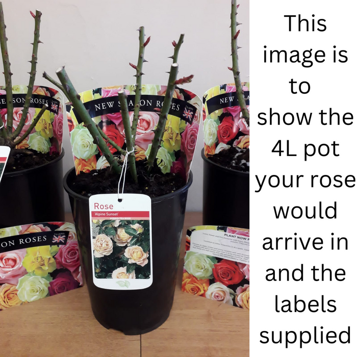 Rose For Your Eyes Only | Floribunda | 4L Potted Rose