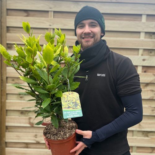 Laurus nobilis Aurea (Golden Bay) 3L 70cm