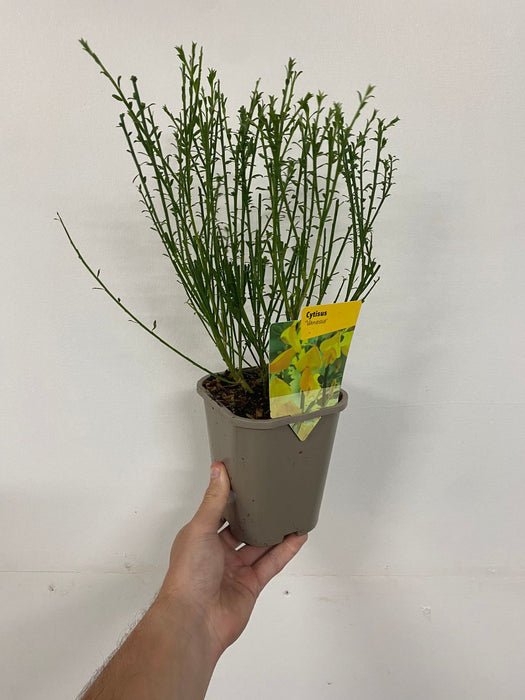 Cytisus 'Vanesse' 1L