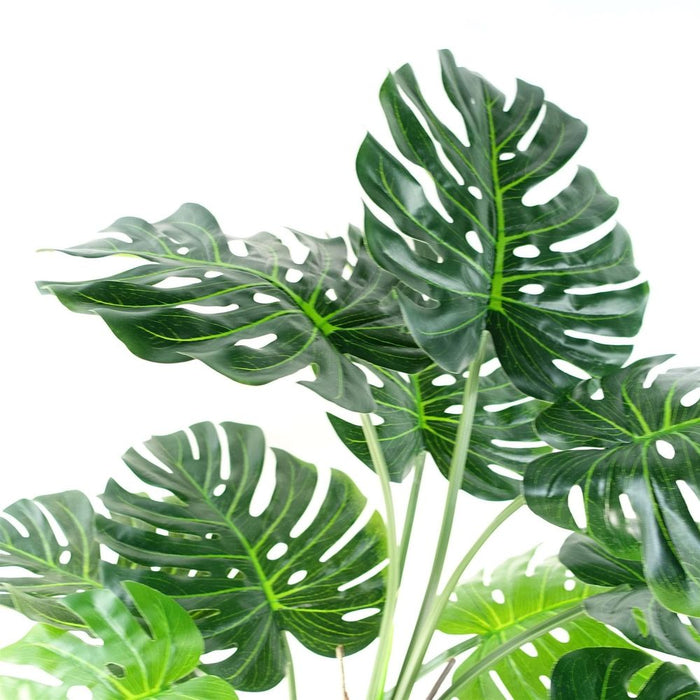 Luxury 150cm (5ft) Monstera Cheese Plant - Realistic, High Quality"
Description: "Experience the luxury of a realistic, high quality 150cm Monstera Cheese Plant. Comes potted in a sleek black pot. Perfect addition to any space.