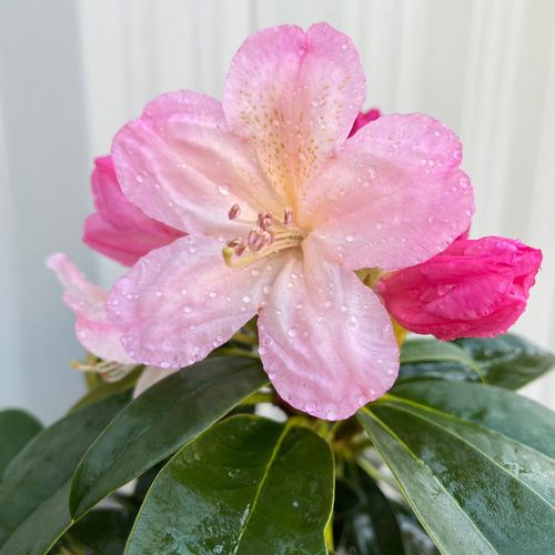 https://images.avasam.com/?url=https://avasamnew.s3.amazonaws.com/product/GB010245/S0671555716/2.png&w=500
