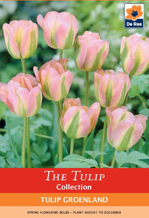 Tulip 'Groenland' (5 Bulbs)