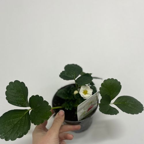 https://images.avasam.com/?url=https://avasamnew.s3.amazonaws.com/live//FullSizeRender_cb548597-1d25-498e-868e-589b8576c35e.heic&w=500