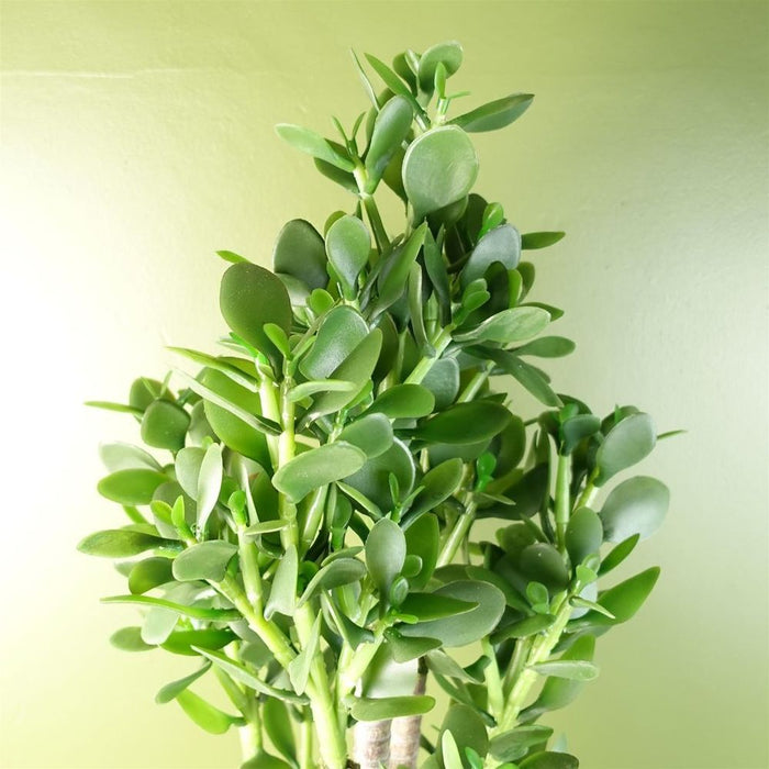 Deluxe 75cm Green Jade Plant | Artificial, Hyper-realistic, Weighted Pot | Ideal for Decorative Planters