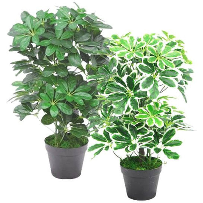 Authentic 55cm Variegated Artificial Schefflera Arboricola Plant