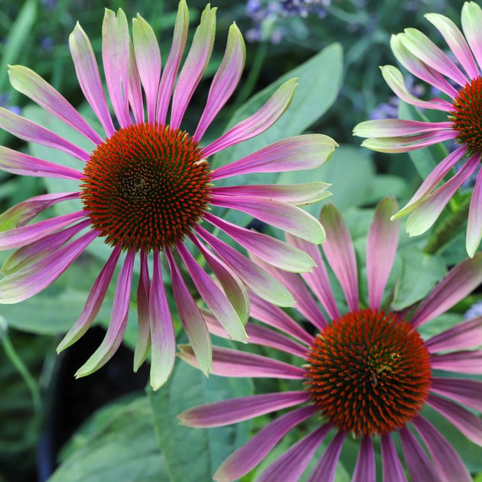 Echinacea purpurea 'Green Twister' 9cm