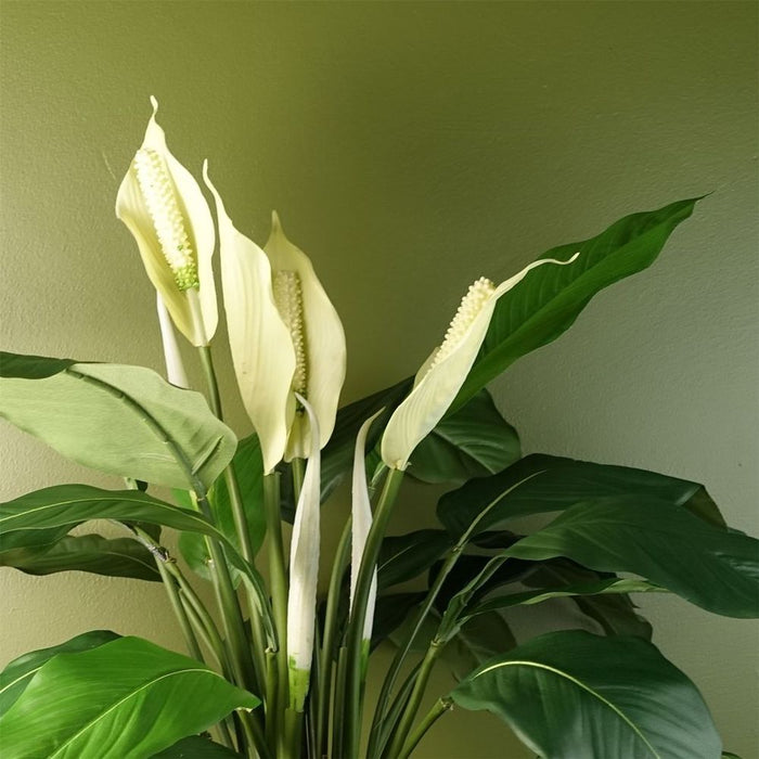 Silk Peace Lily: Artificial White Spathiphyllum - Lifelike Indoor Replica - 60cm Height