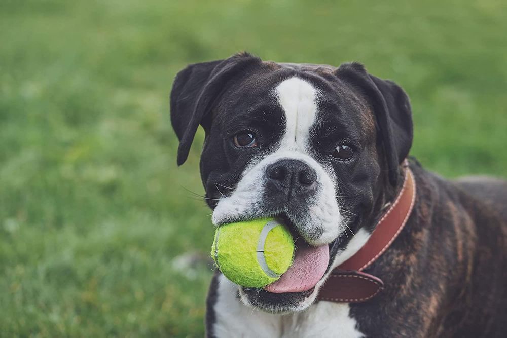 Sterun Tennis Balls with Storage Bag, Tennis Balls for Dogs, Perfect for Tennis, Toys Sports, Cricket, Thick Walled Tennis Balls