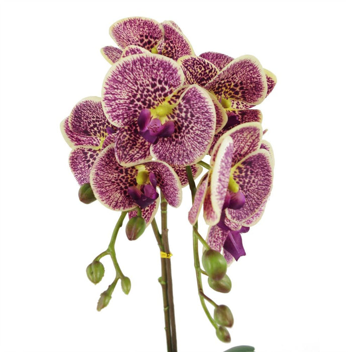 50cm Phalaenopsis Orchid Artificial - Purple Leopard - Gold Pot