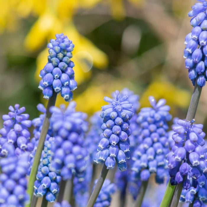 Muscari Blue Grape Hyacinths (20 Bulbs)