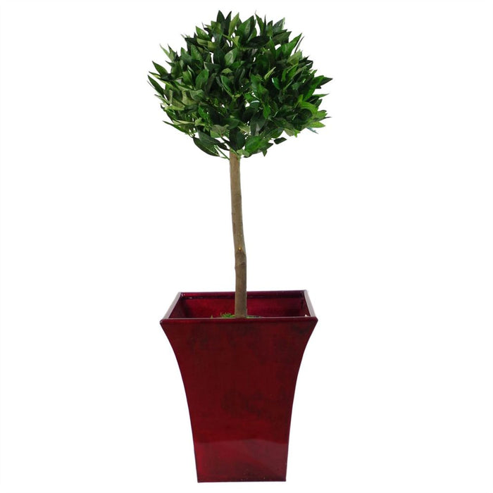 Deluxe Artificial Bay Leaf Laurel Tree Topiary Ball - 90cm Tall