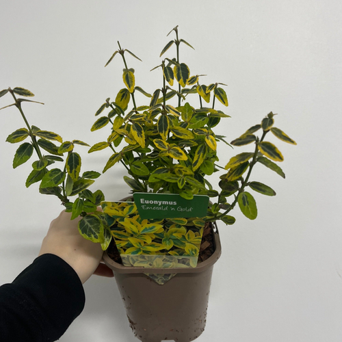 https://images.avasam.com/?url=https://avasamnew.s3.amazonaws.com/product/GB010245/S0671650128/2.png&w=500