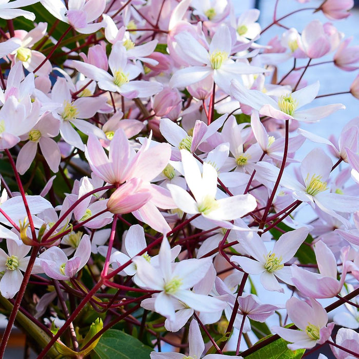 Clematis armandii - Apple Blossom 100cm (Evergreen and Fragrant)