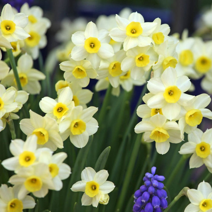 40 Dwarf Daffodil Bulbs Including Scented Daffodils