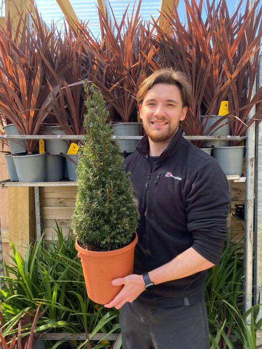 Yew Cone - Taxus Baccata Cone 70-80cm