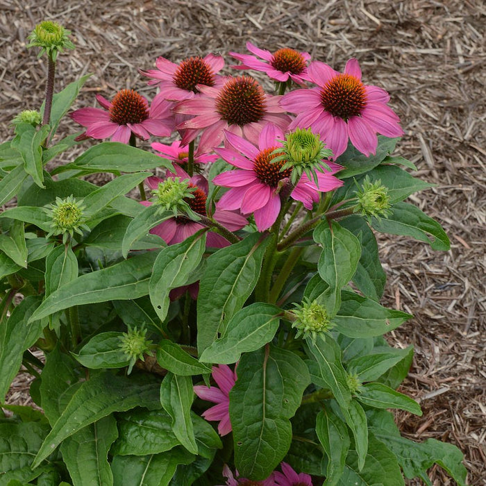 Echinacea purpurea 9cm