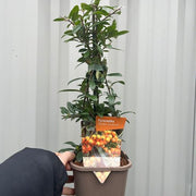 https://images.avasam.com/?url=https://avasamnew.s3.amazonaws.com/product/GB010245/S0671557263/1.png&w=500