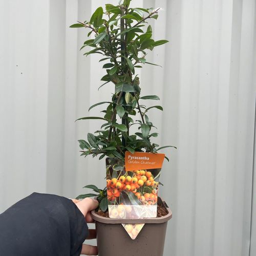 https://images.avasam.com/?url=https://avasamnew.s3.amazonaws.com/product/GB010245/S0671557263/1.png&w=500