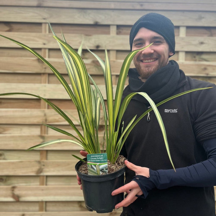 Phormium 'Cream Delight' 60-70cm