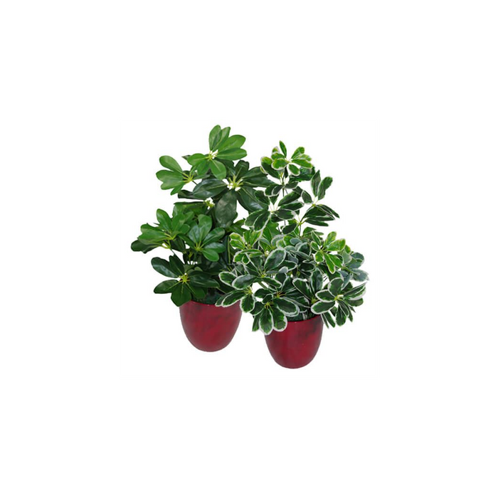 Premium 55cm Variegated Artificial Umbrella Plant - Lifelike Foliage for Luxurious Spaces