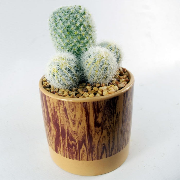 Realistic 20cm Artificial Cactus in Ceramic Planter