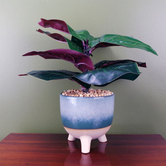 Premium 35cm Artificial Ficus Plant - Teal Blue Green Ceramic Planter