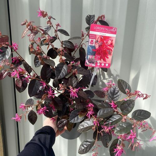Loropetalum Chinense Fire Dance 2L