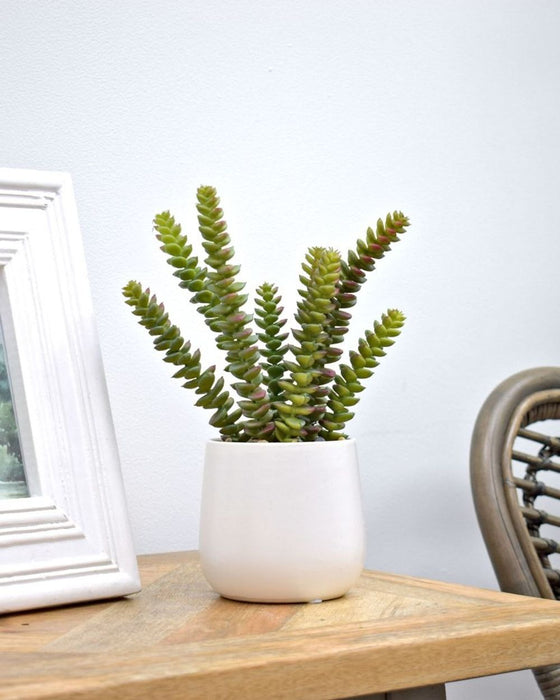 Realistic Artificial Crassula Potted Plant - Green Foliage - 25cm Tall